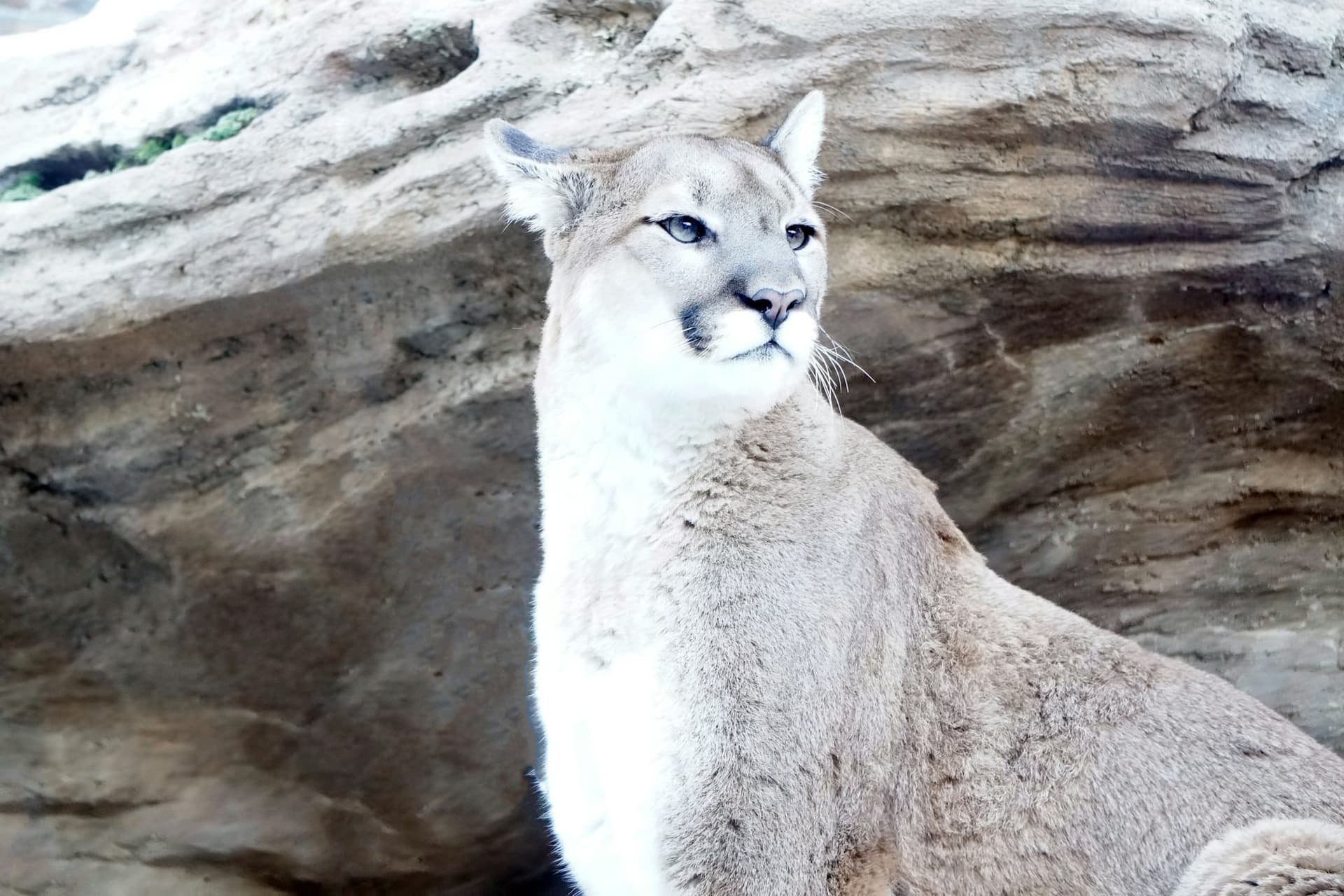 Majestic puma representing strength