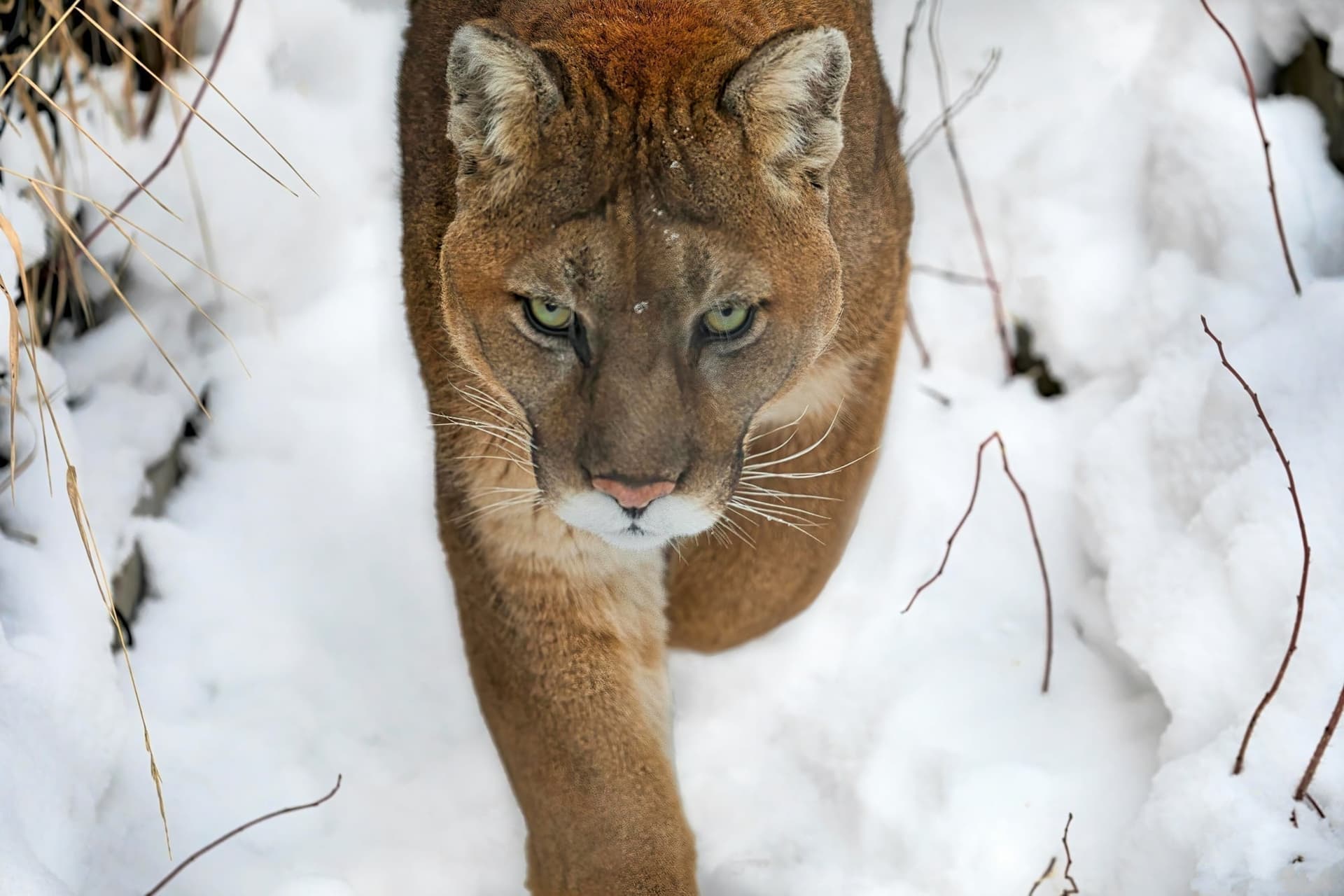 Puma in snow showing resilience