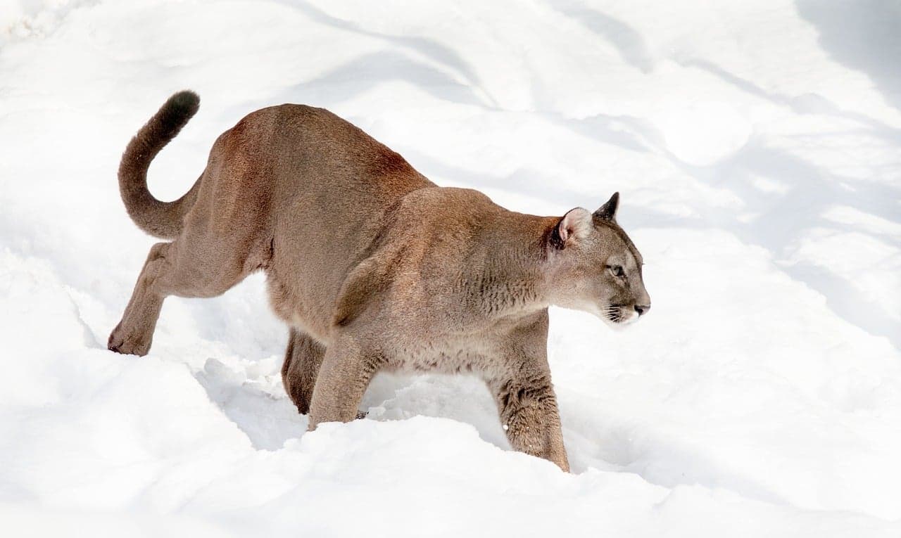 Puma in snow background